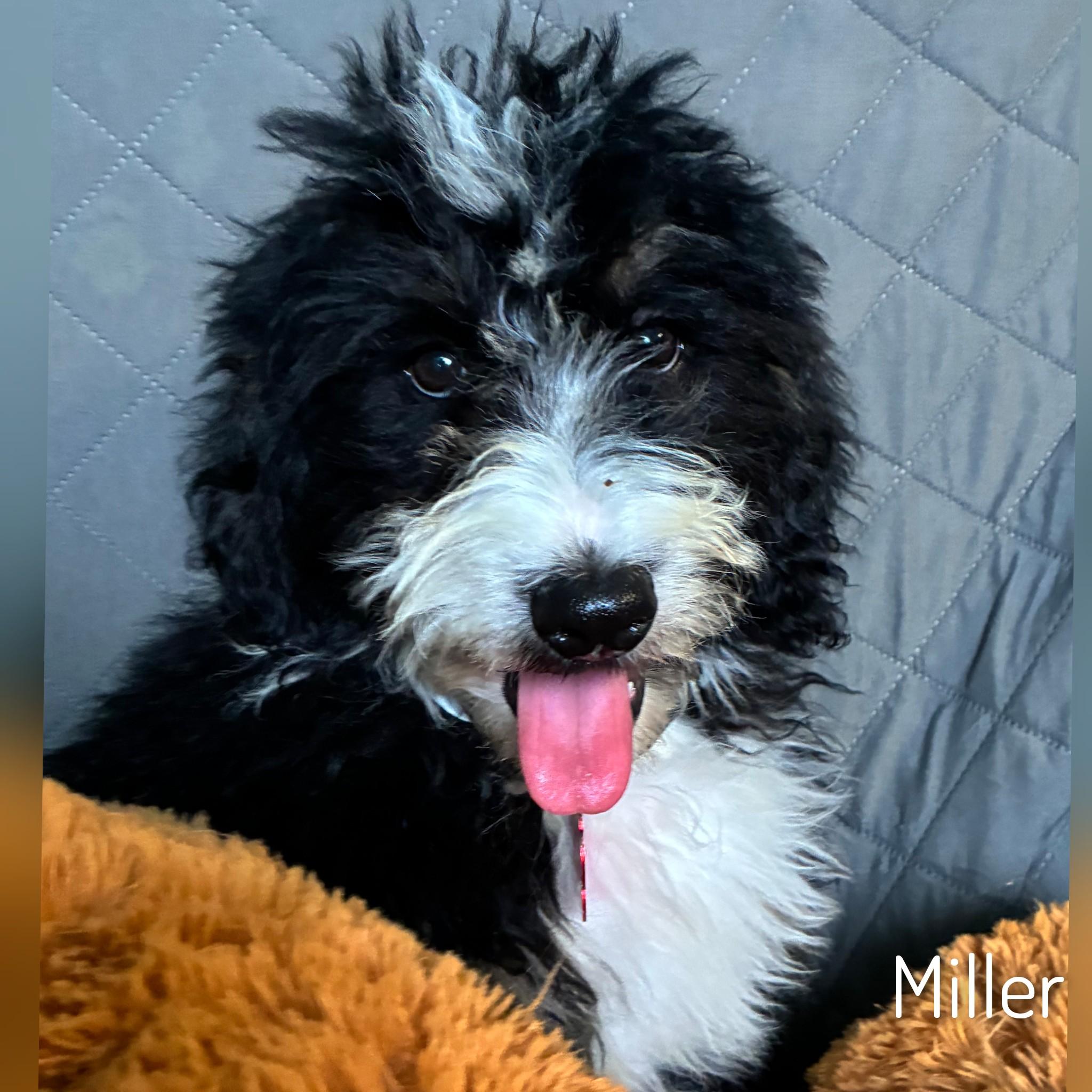Enlarge Miller, an adopted Bernadoodle in Fredericksburg, VA image 1/6