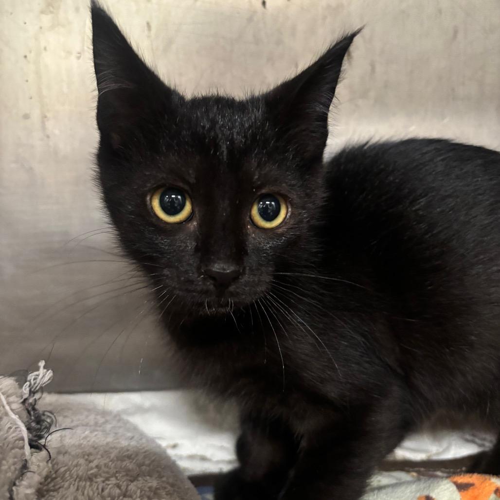 Binx 58C26, Adoptable, Kitten Male Domestic Short Hair & Domestic Short Hair.