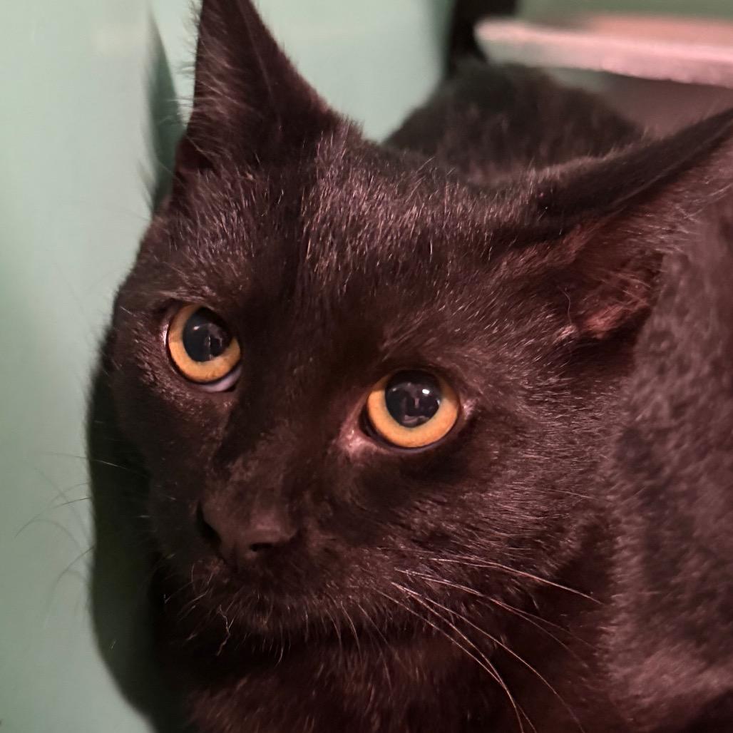 Enlarge Binx 58C26, a Adoptable mixed breed in Napoleon, OH image 2/6
