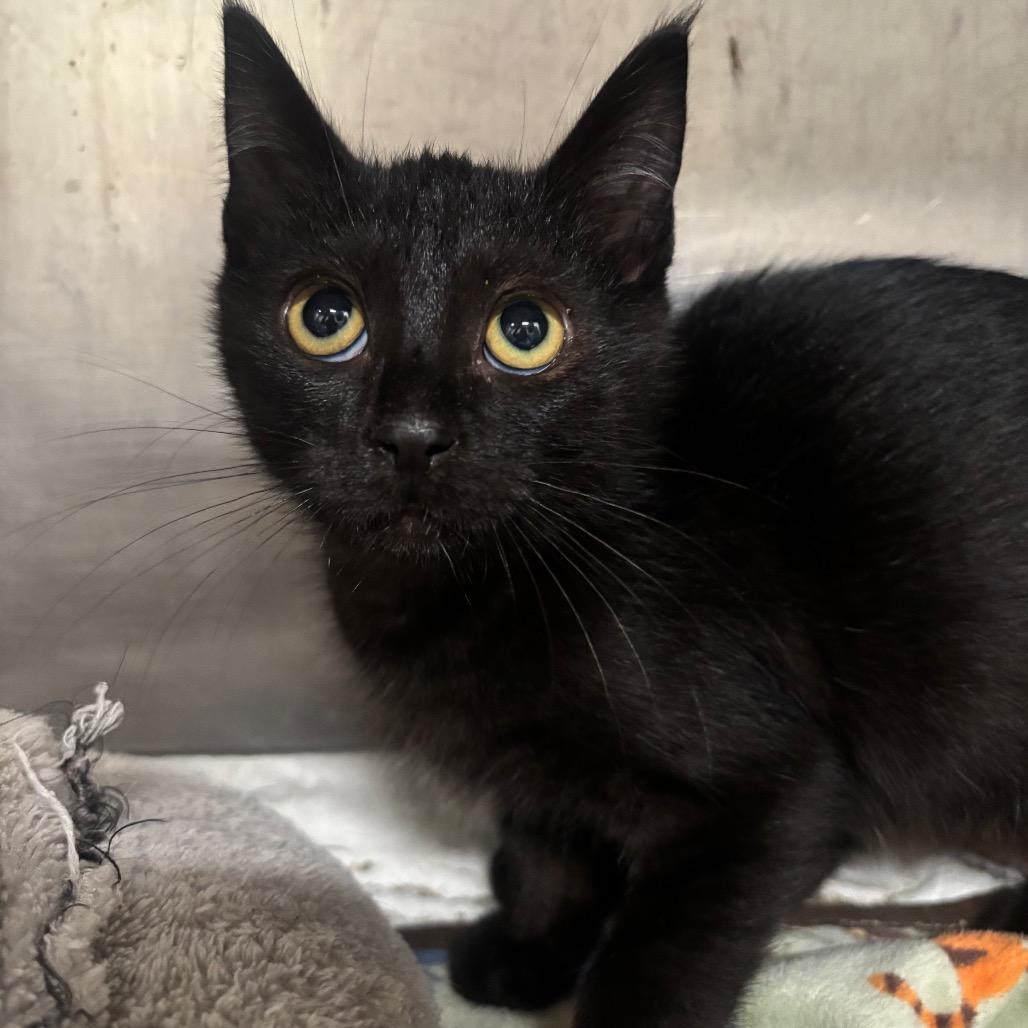 Enlarge Binx 58C26, a Adoptable mixed breed in Napoleon, OH image 2/4
