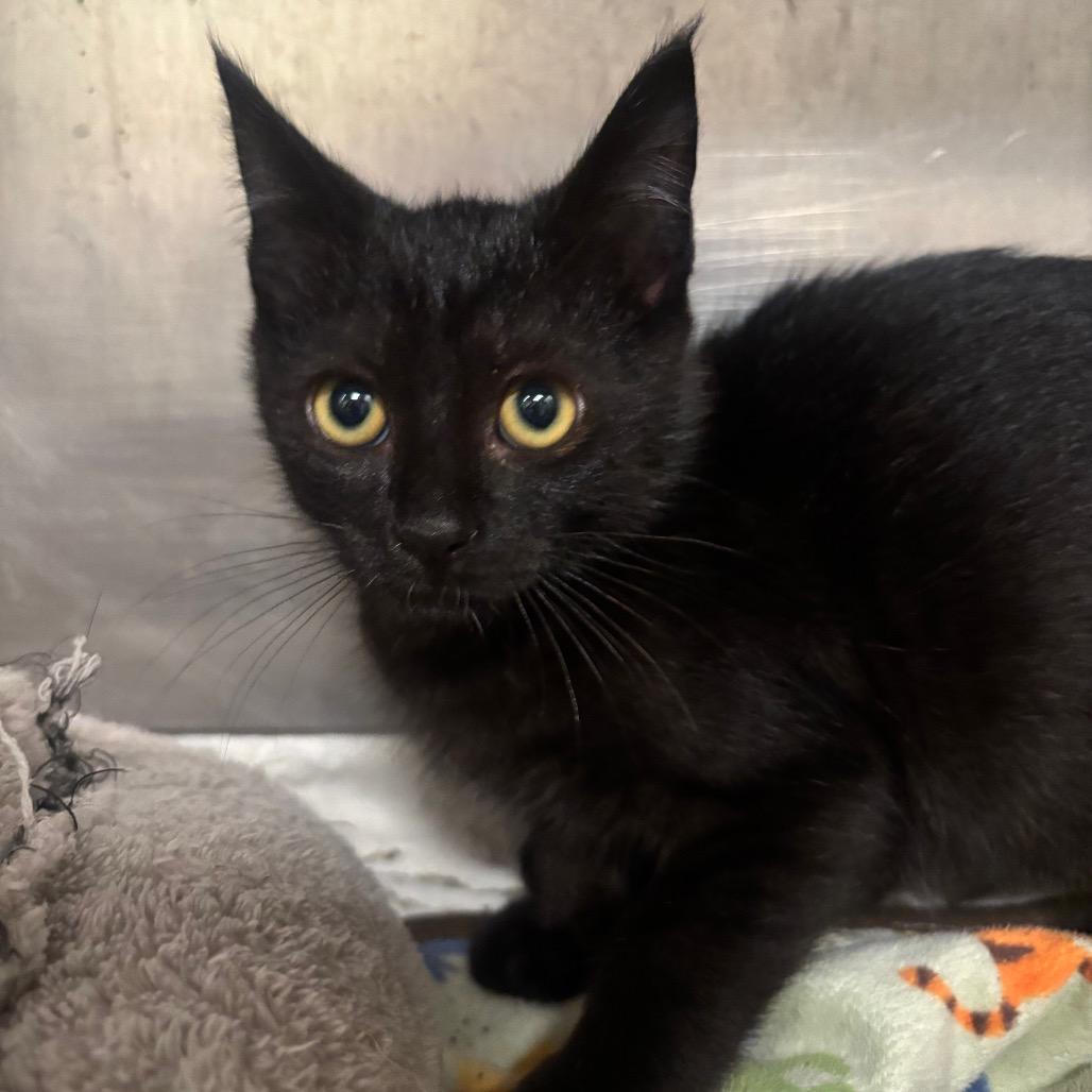 Enlarge Binx 58C26, a Adoptable mixed breed in Napoleon, OH image 3/4