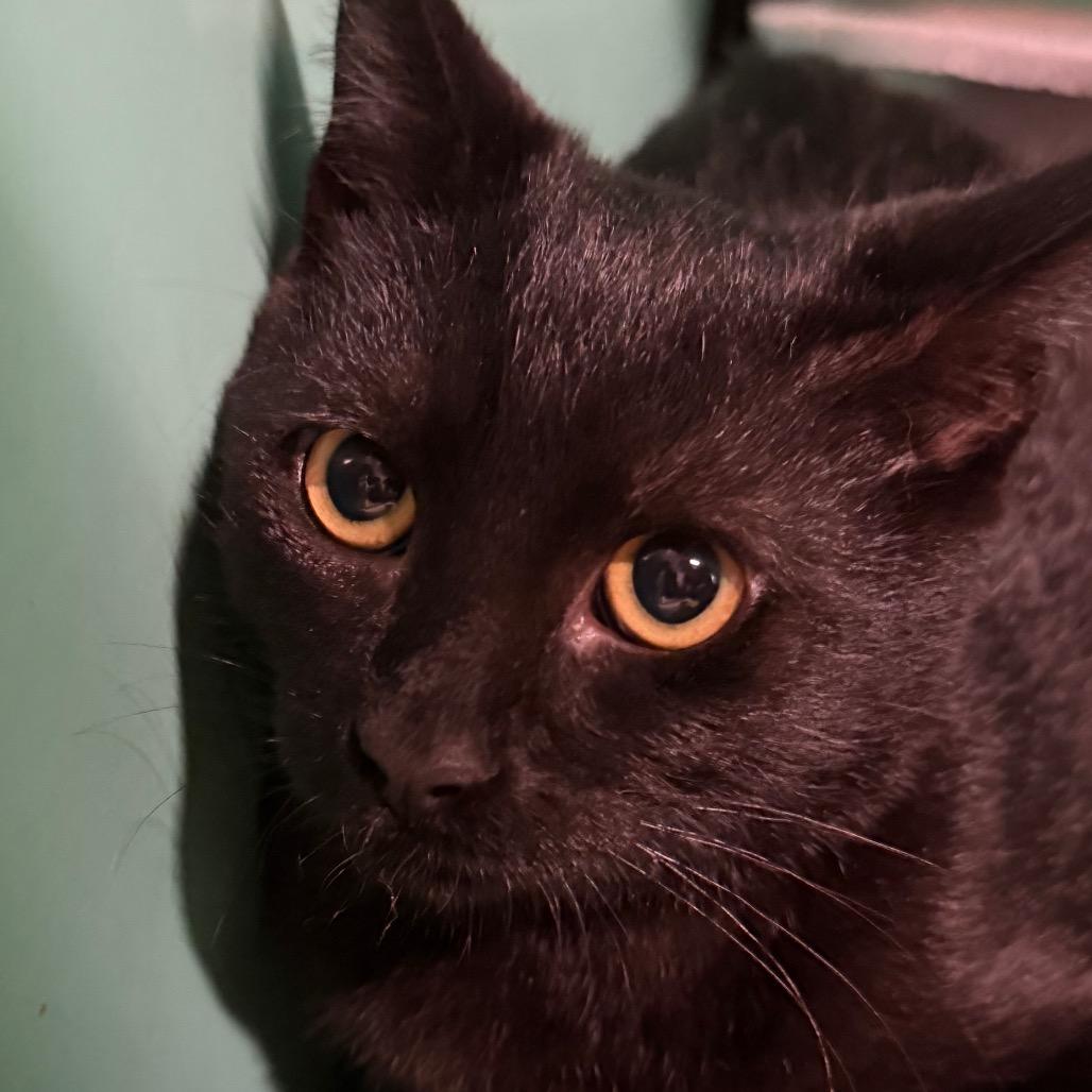 Enlarge Binx 58C26, a Adoptable mixed breed in Napoleon, OH image 5/6