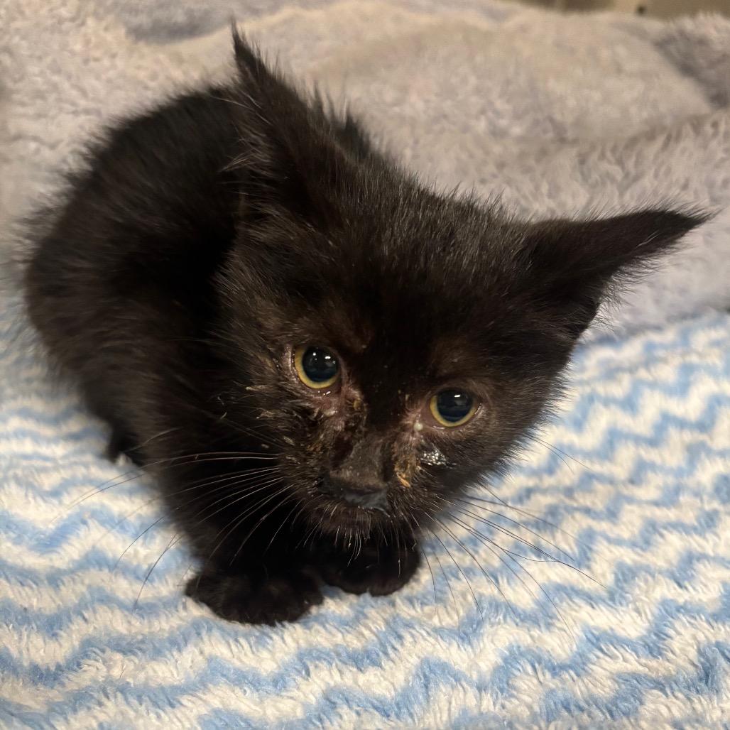 Enlarge Binx 58C26, a Adoptable mixed breed in Napoleon, OH image 4/4