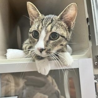 Cornflower, ADOPTABLE, Adult Female Domestic Short Hair.