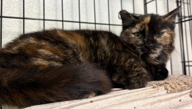 kyllie, ADOPTABLE, Young Female Tortoiseshell.
