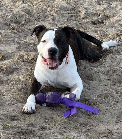 Enlarge Axel, a ADOPTABLE mixed breed in Inverness, FL image 2/3