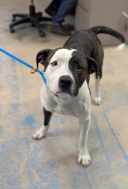 Enlarge Axel, a ADOPTABLE mixed breed in Inverness, FL image 1/3
