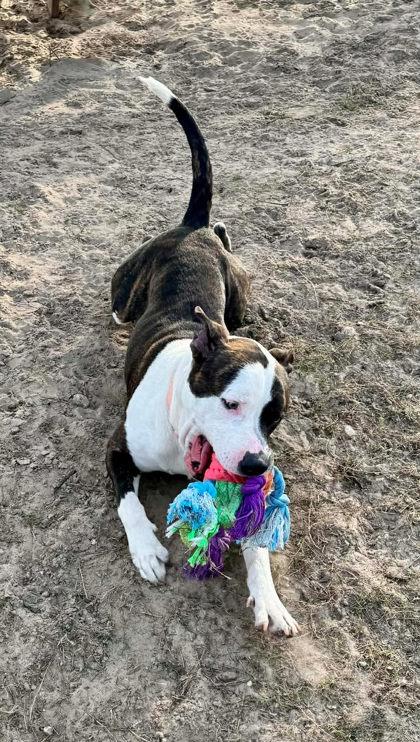 Enlarge Axel, a ADOPTABLE mixed breed in Inverness, FL image 3/3