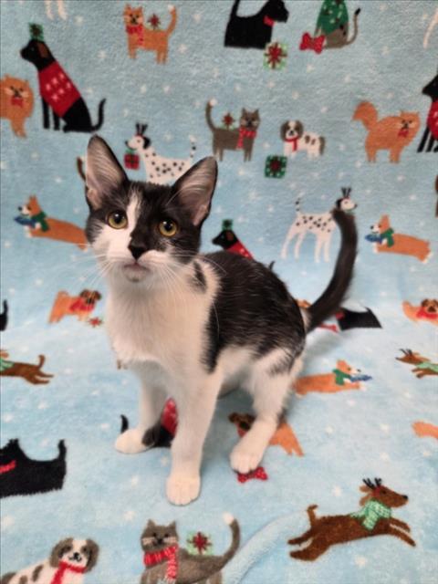MARGE, Adoptable, Kitten Female Domestic Short Hair.