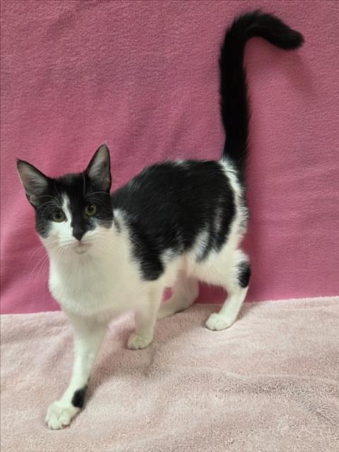 MARGE, Adoptable, Kitten Female Domestic Short Hair.