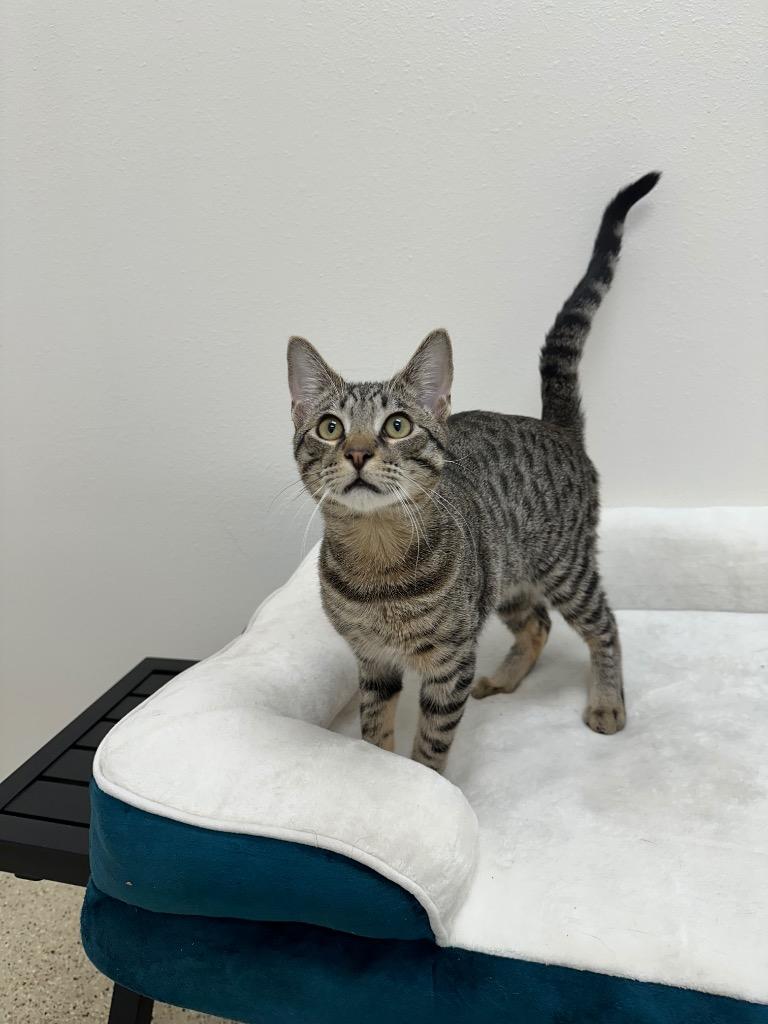 Enlarge Jameson, a Adoptable Tabby in Newberg, OR image 1/4