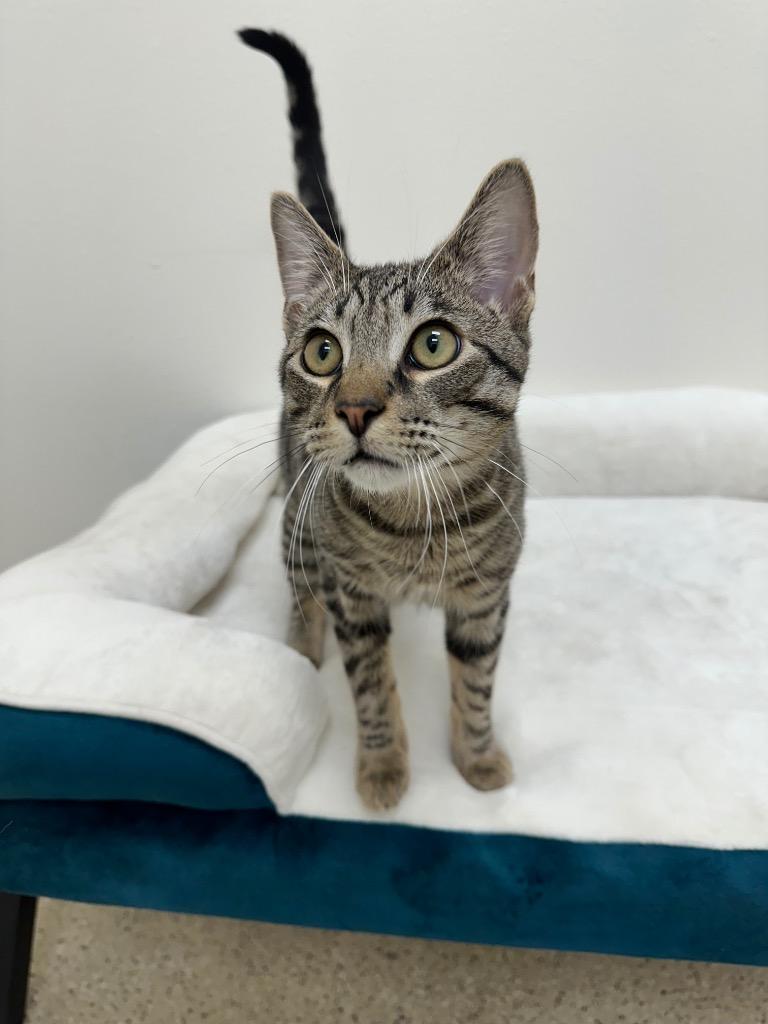 Enlarge Jameson, a Adoptable Tabby in Newberg, OR image 2/4