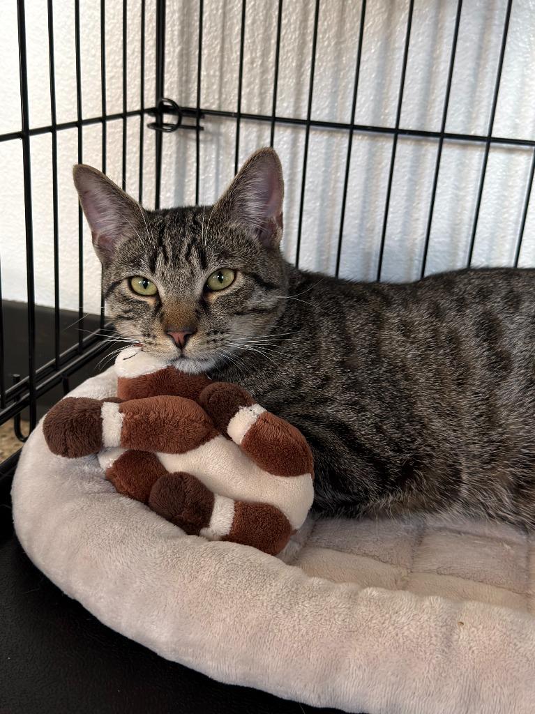 Enlarge Jameson, a Adoptable Tabby in Newberg, OR image 3/4