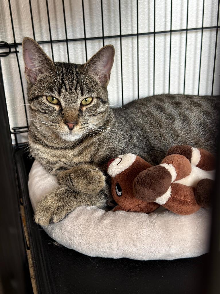 Enlarge Jameson, a Adoptable Tabby in Newberg, OR image 4/4