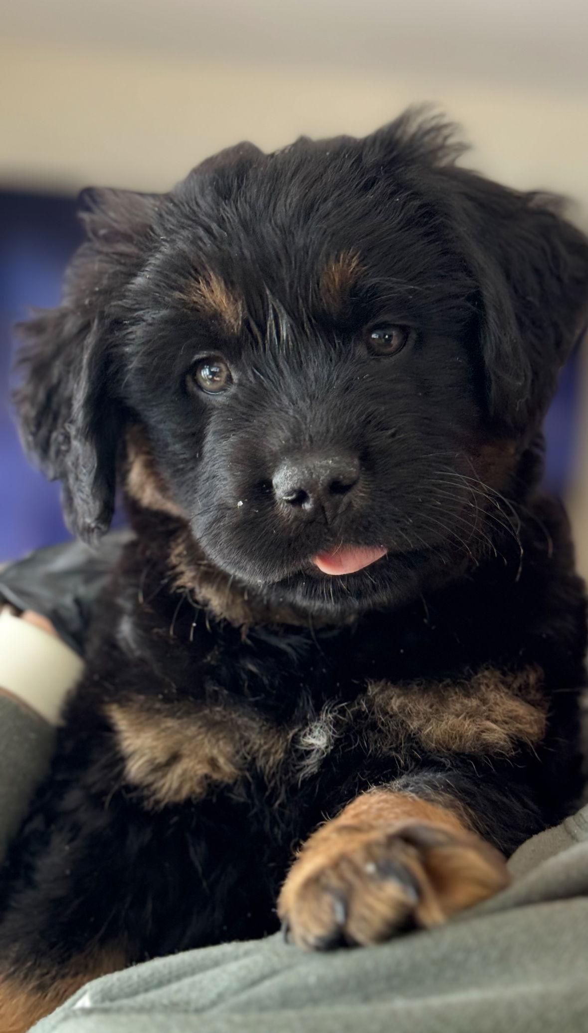 Heath - ADOPTION IN PROCESS, Adoptable, Puppy Female Golden Retriever.