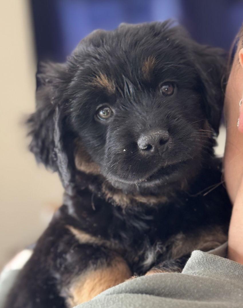 Enlarge Heath - ADOPTION IN PROCESS, a Adoptable Golden Retriever in Grafton, WI image 2/3