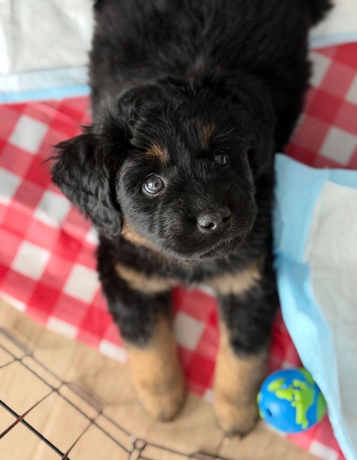 Enlarge Heath - ADOPTION IN PROCESS, a Adoptable Golden Retriever in Grafton, WI image 3/3