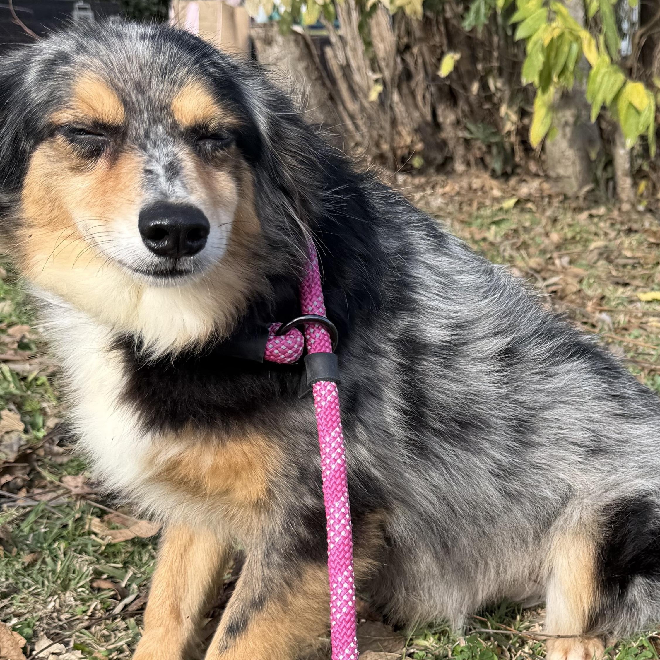 Enlarge Cooper, a ADOPTABLE Australian Shepherd in Warwick, RI image 1/3