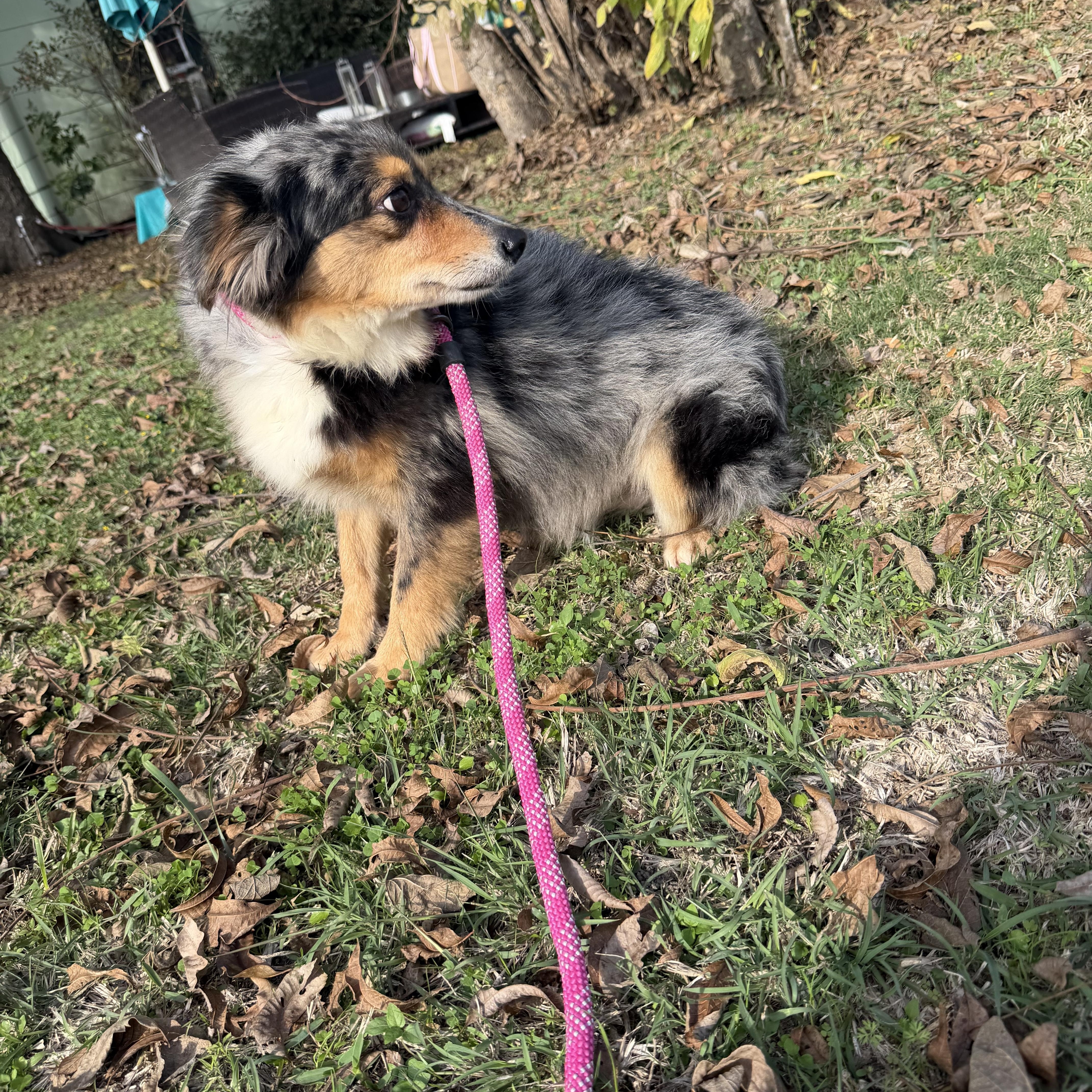 Enlarge Cooper, a ADOPTABLE Australian Shepherd in Warwick, RI image 2/3