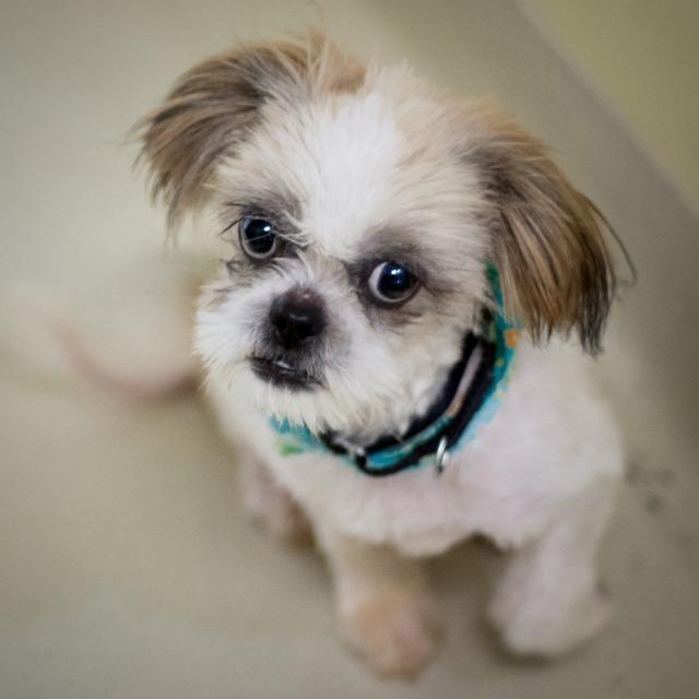 Pixel, Adopted, Senior Male Shih Tzu.