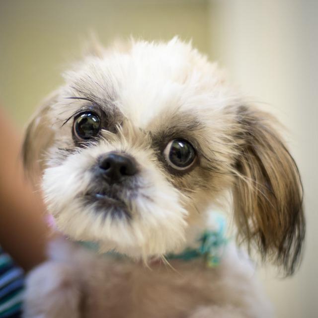 Enlarge Pixel, a Adopted Shih Tzu in Saint Petersburg, FL image 2/3