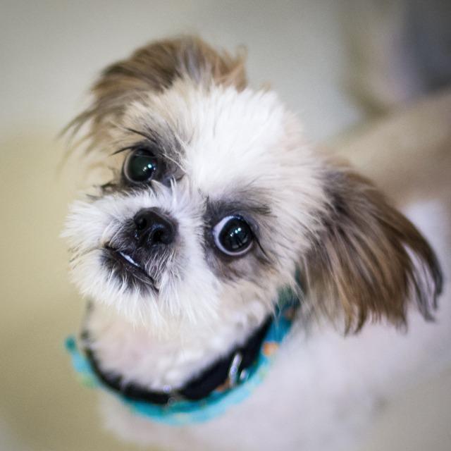 Enlarge Pixel, a Adopted Shih Tzu in Saint Petersburg, FL image 3/3