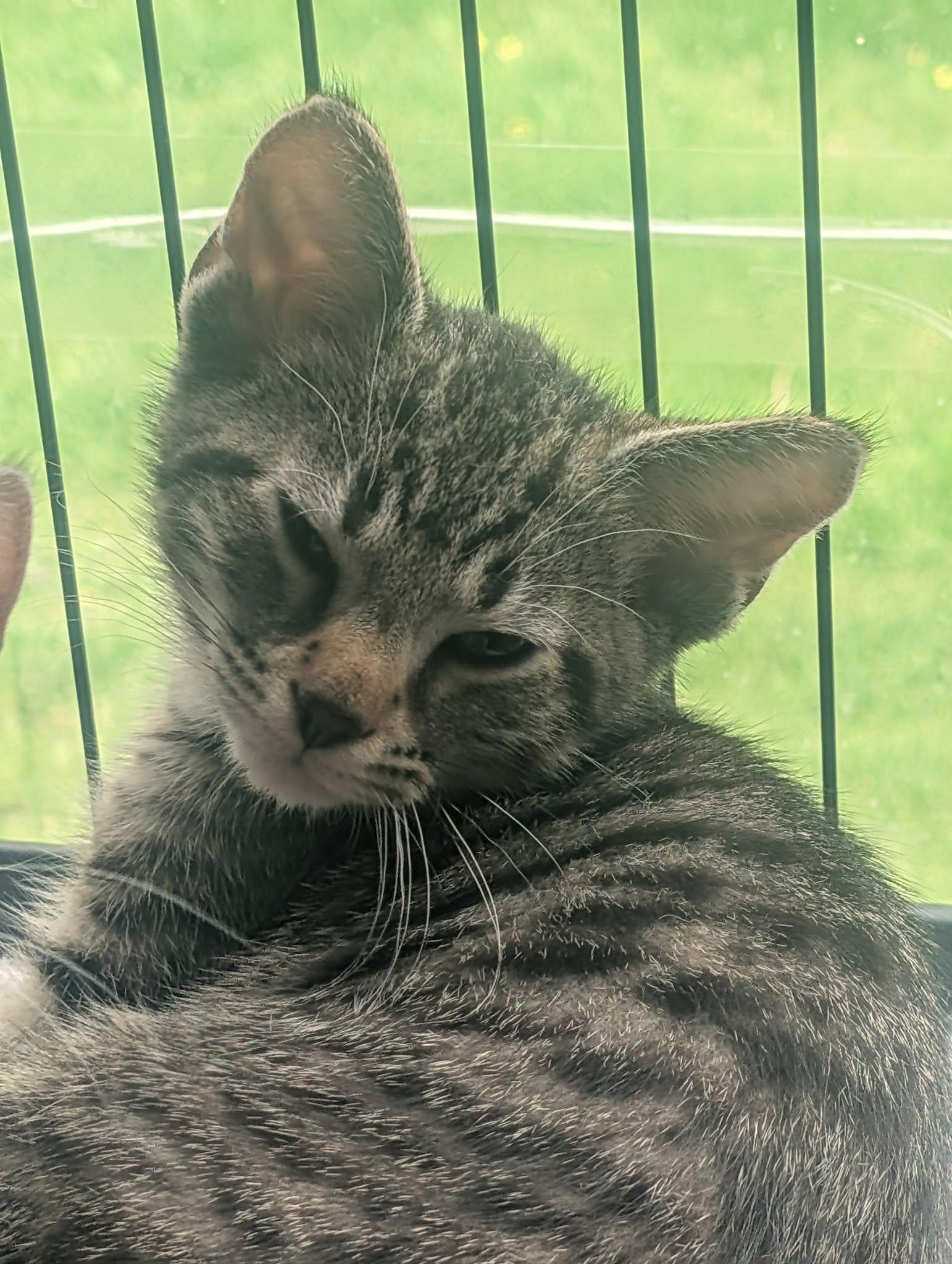 Osborne, adopted, Kitten Male Domestic Short Hair.