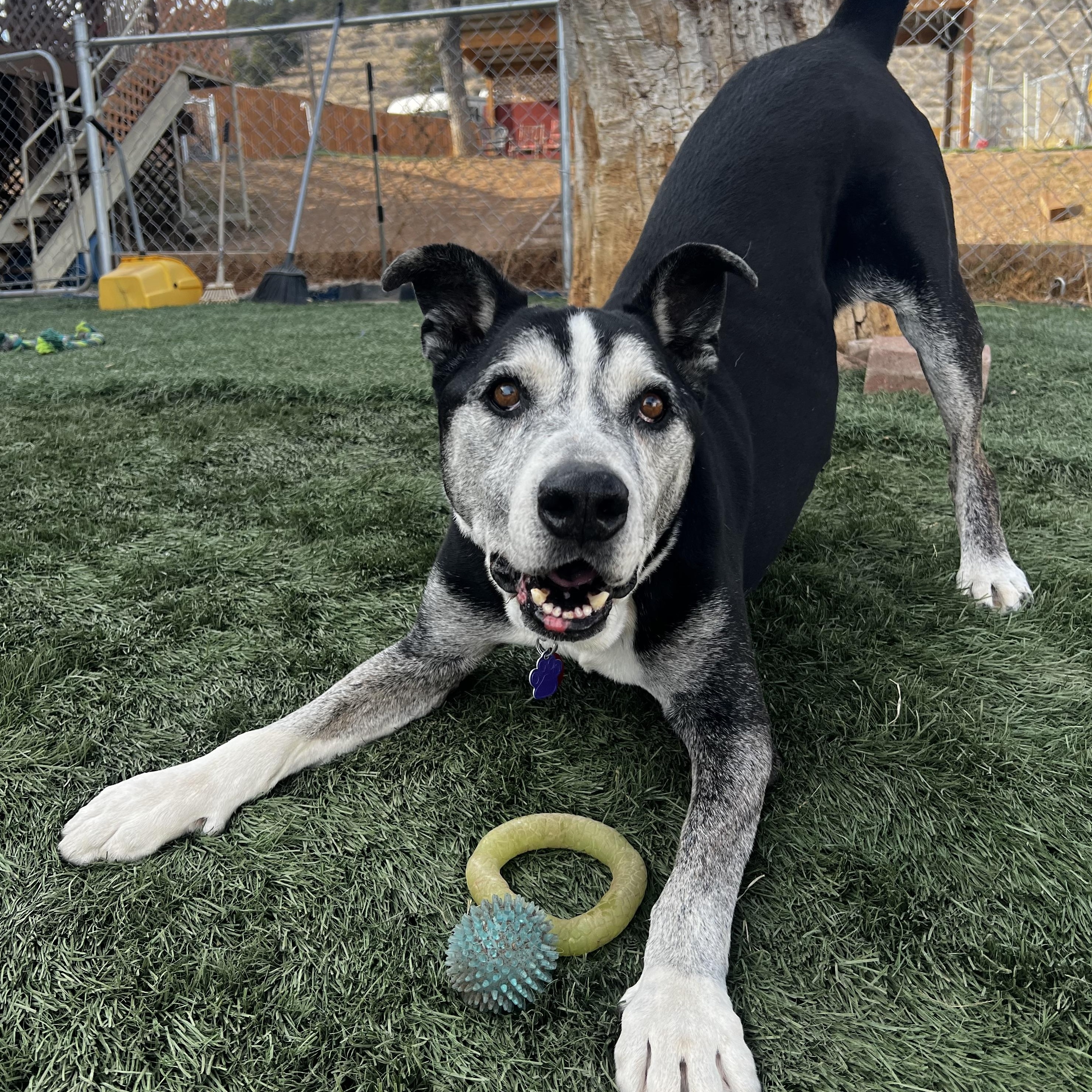Toby, Adoptable, Senior Male Siberian Husky & Pit Bull Terrier.