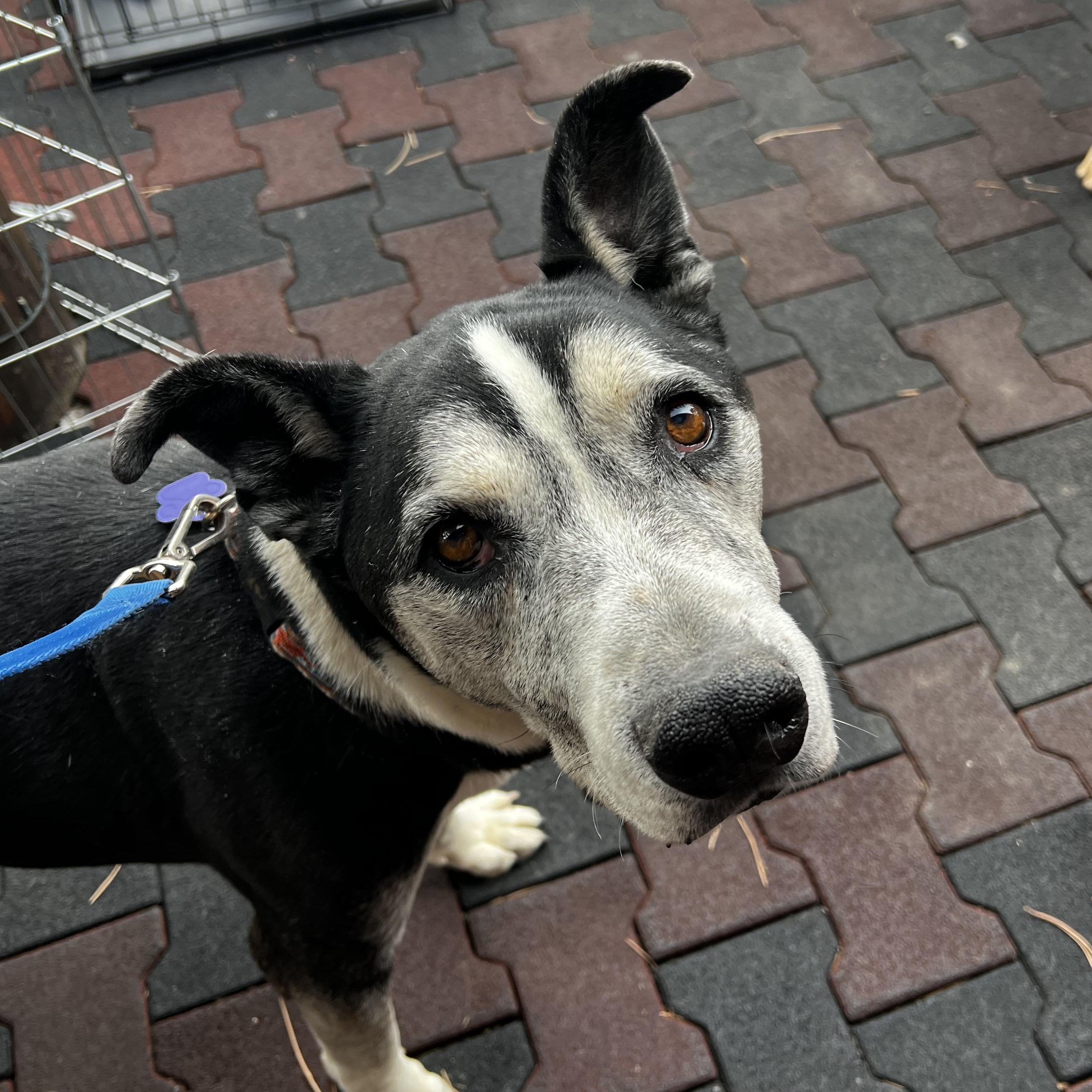 Toby, a Adoptable mixed breed in Estes Park, CO image 1/2