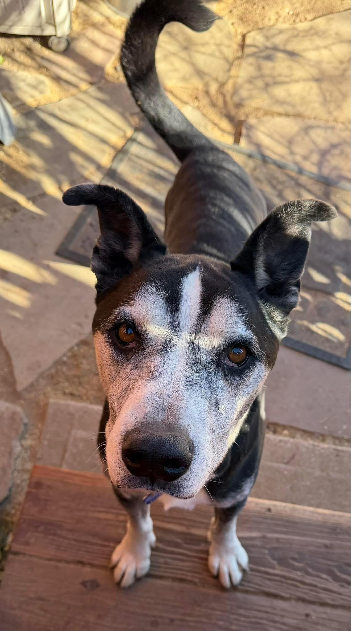 Toby, a Adoptable mixed breed in Estes Park, CO image 2/2