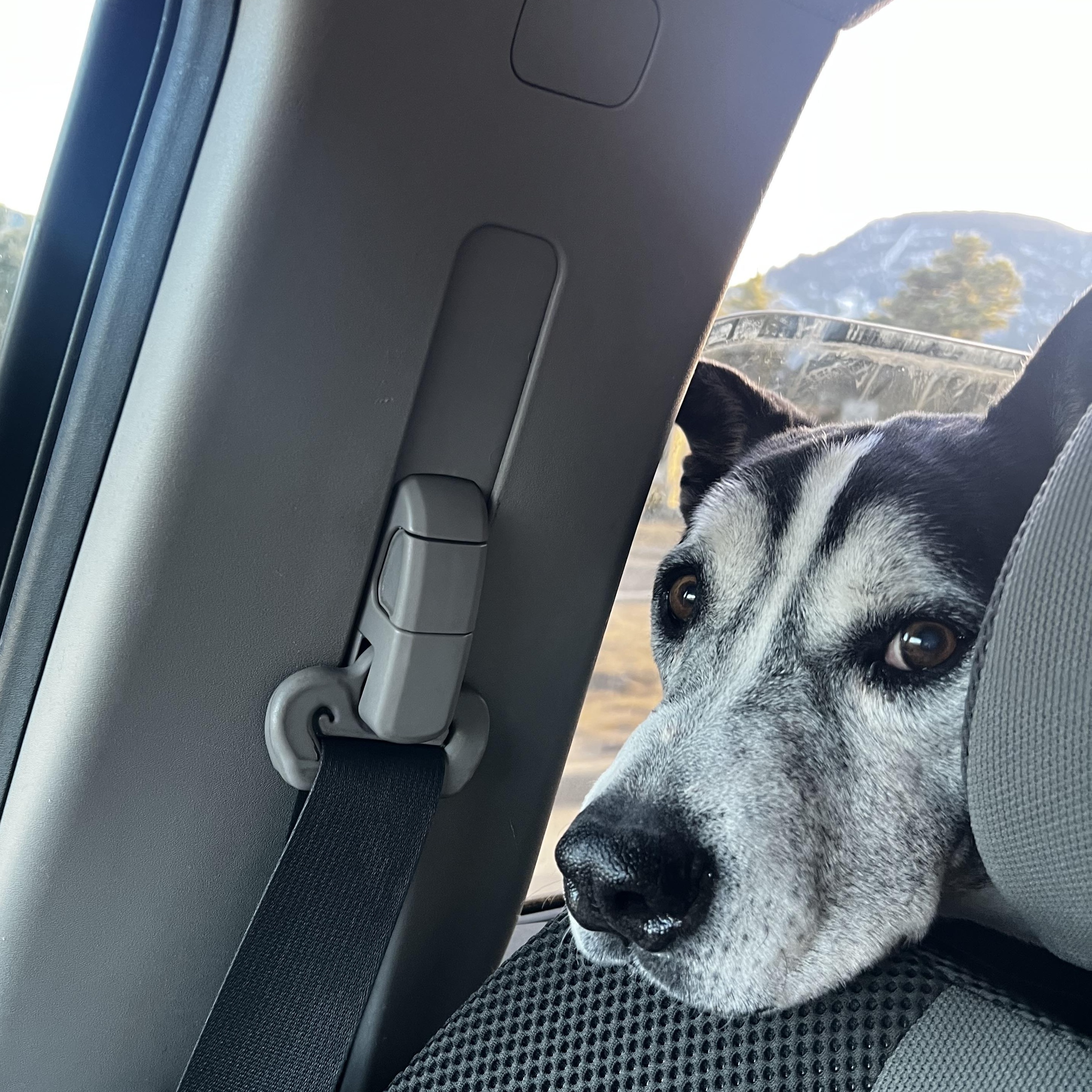 Enlarge Toby, a Adoptable mixed breed in Loveland, CO image 2/6
