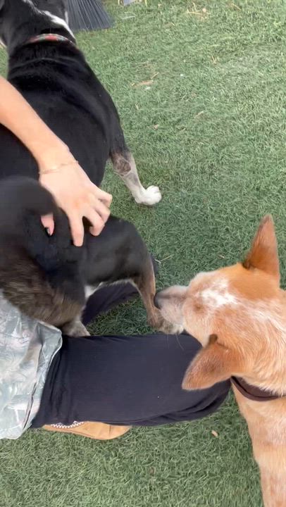 Enlarge Toby, a Adoptable mixed breed in Loveland, CO video 4/6