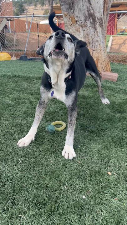 Enlarge Toby, a Adoptable mixed breed in Loveland, CO video 3/6