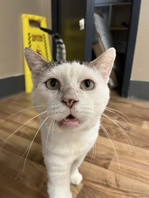 CRUNCH, Adoptable, Adult Male Domestic Short Hair.