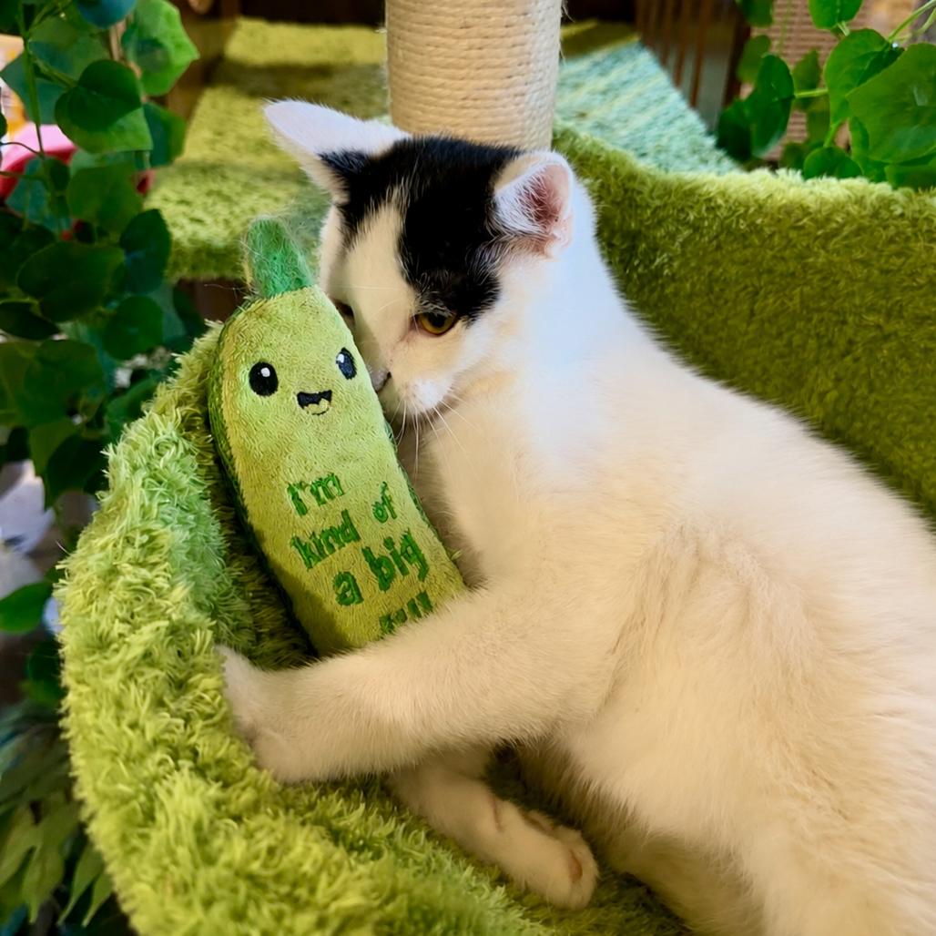 Enlarge Assam, a Adoptable Domestic Short Hair in Park Falls, WI image 1/6