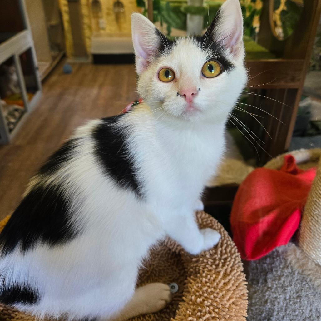 Enlarge Assam, a Adoptable Domestic Short Hair in Park Falls, WI image 2/6