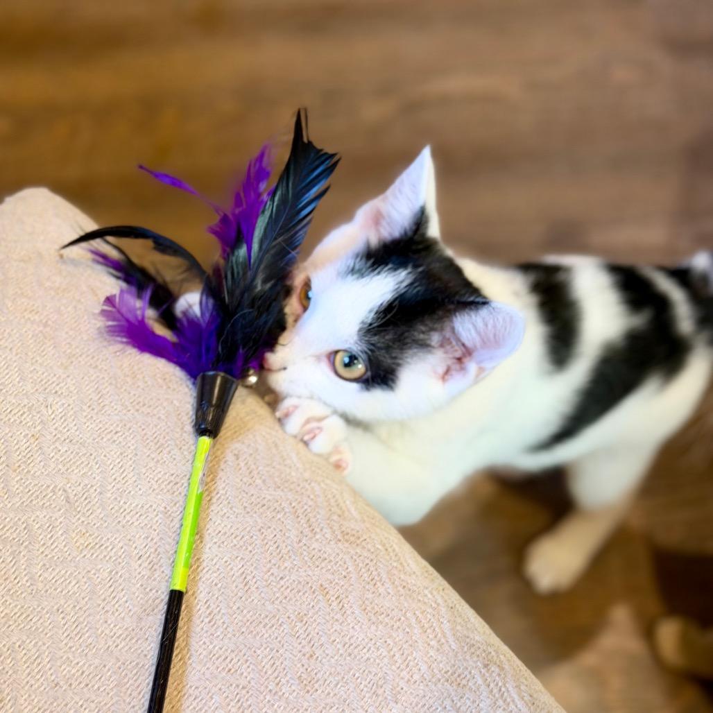 Enlarge Assam, a Adoptable Domestic Short Hair in Park Falls, WI image 3/6