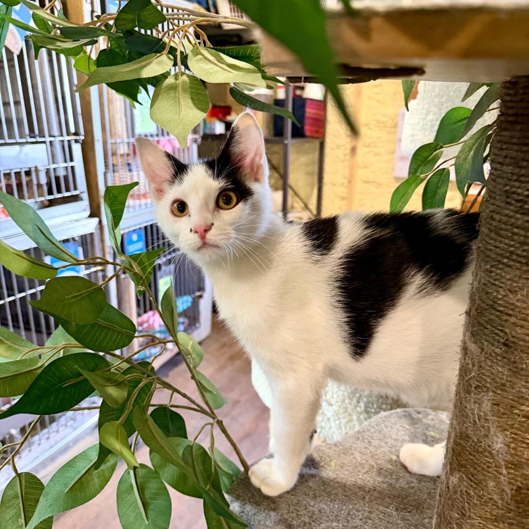 Enlarge Assam, a Adoptable Domestic Short Hair in Park Falls, WI image 4/6