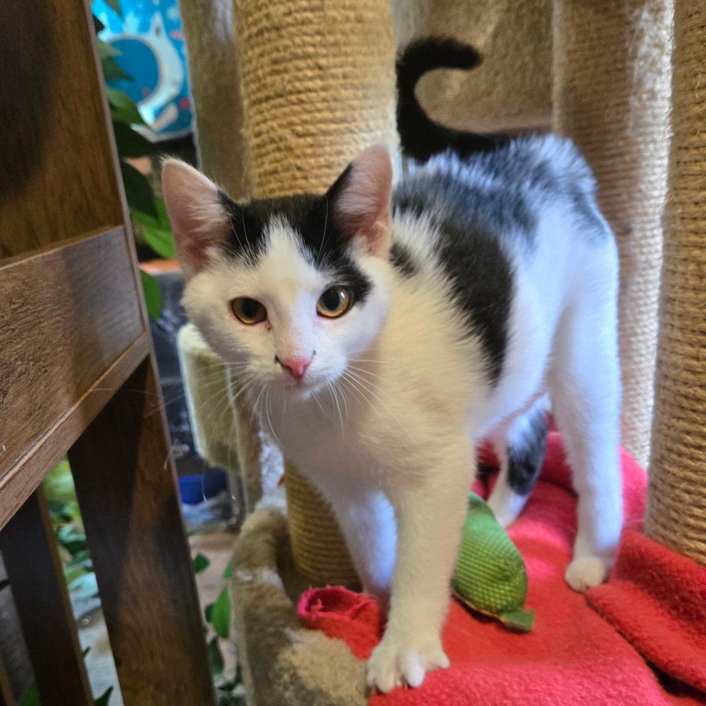 Enlarge Assam, a Adoptable Domestic Short Hair in Park Falls, WI image 5/6