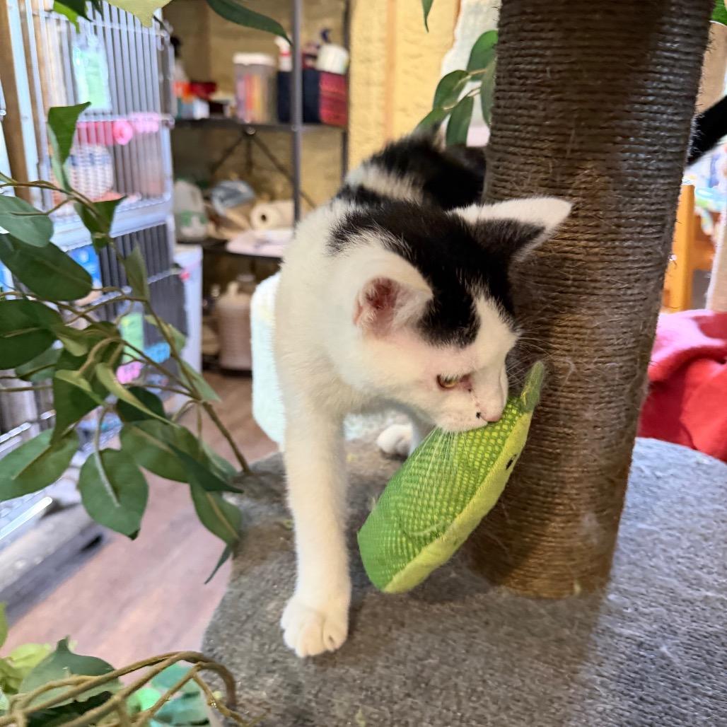 Enlarge Assam, a Adoptable Domestic Short Hair in Park Falls, WI image 6/6