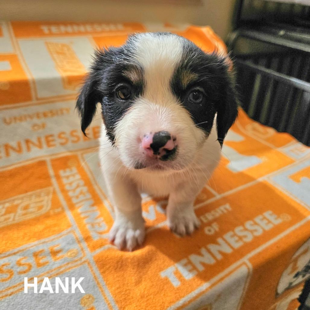 Hank, Adoptable, Puppy Male Australian Shepherd & Australian Shepherd.