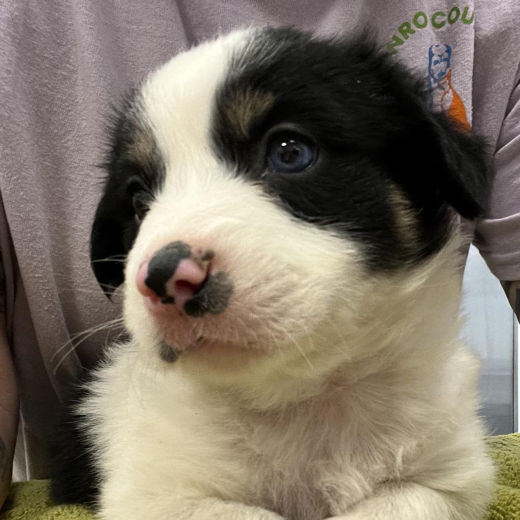 Enlarge Hank, a Adoptable mixed breed in Madisonville, TN image 2/2