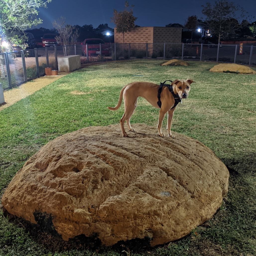 Enlarge Luna Boo, a Adoptable mixed breed in Dallas, TX image 1/6