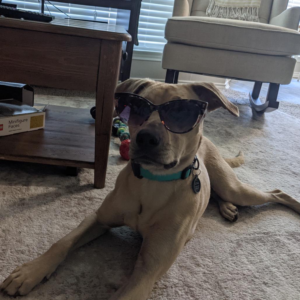 Enlarge Luna Boo, a Adoptable mixed breed in Dallas, TX image 2/6