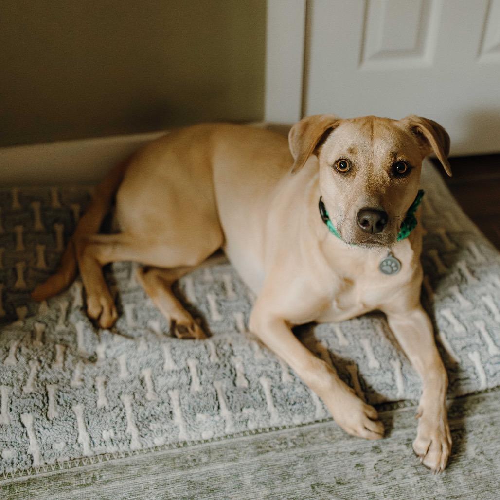 Enlarge Luna Boo, a Adoptable mixed breed in Dallas, TX image 3/6