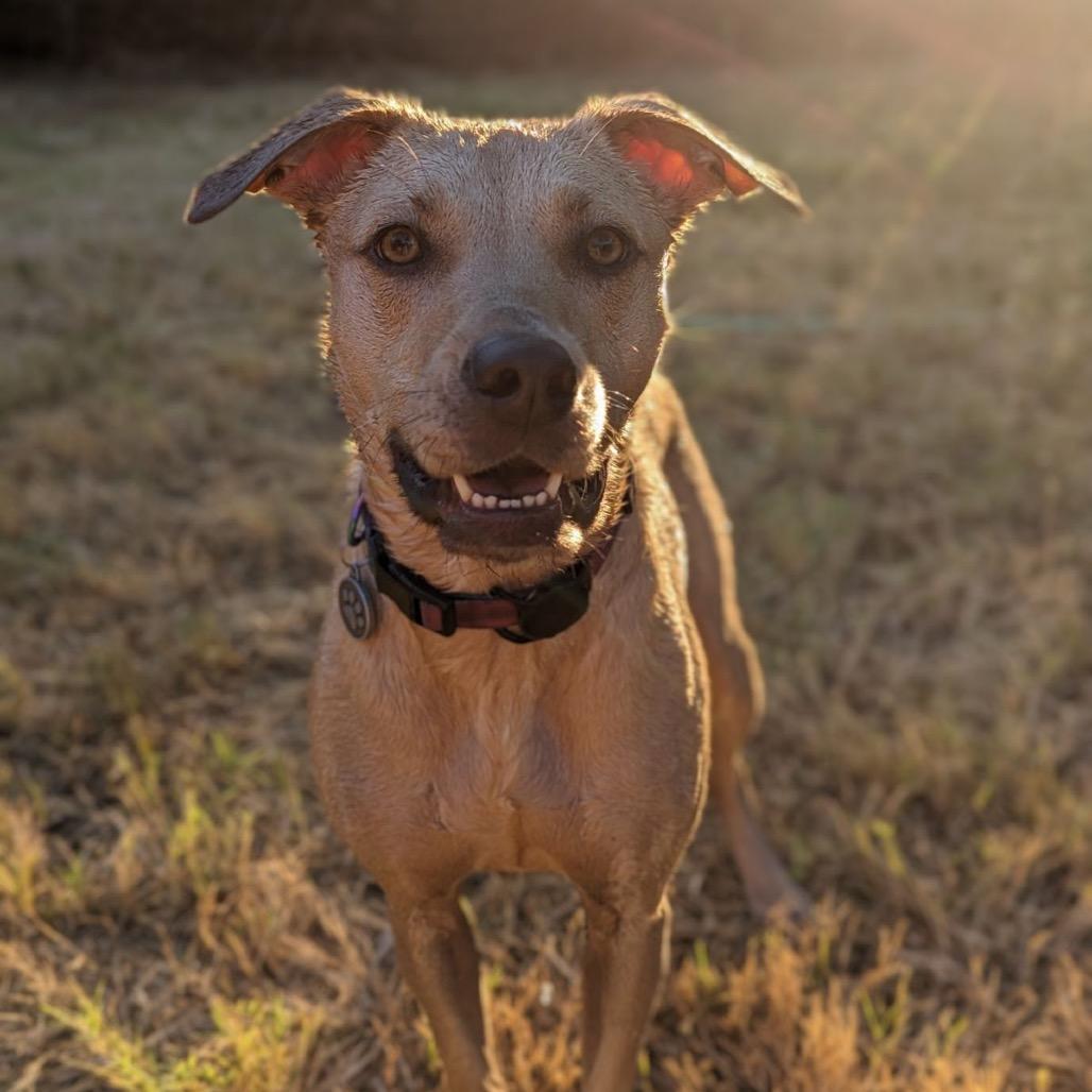 Enlarge Luna Boo, a Adoptable mixed breed in Dallas, TX image 4/6