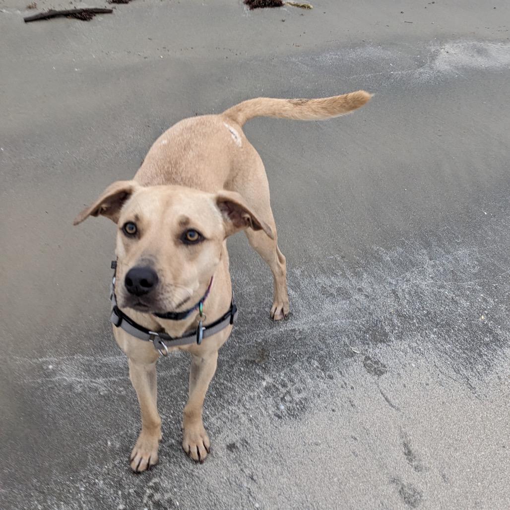 Enlarge Luna Boo, a Adoptable mixed breed in Dallas, TX image 5/6