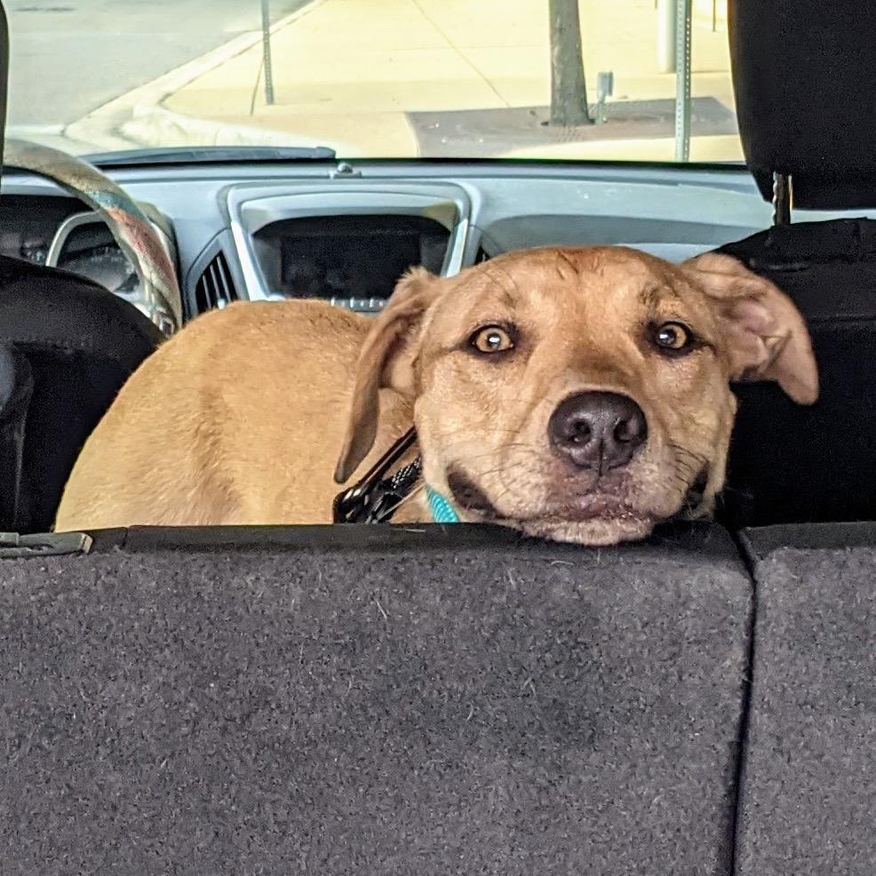 Enlarge Luna Boo, a Adoptable mixed breed in Dallas, TX image 6/6