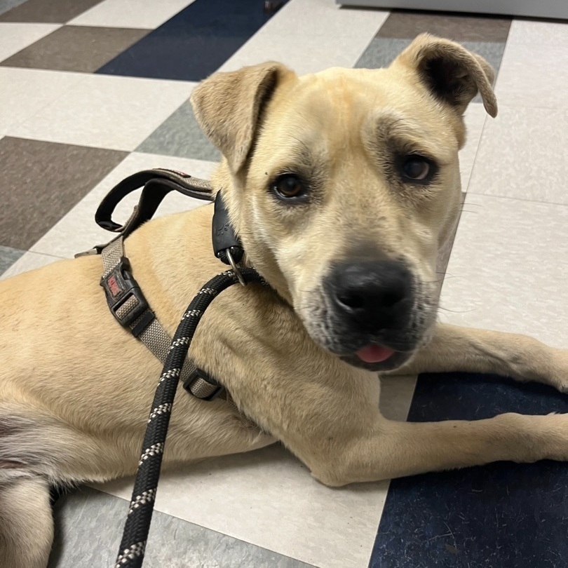 Nala, Adult Female Black Mouth Cur
