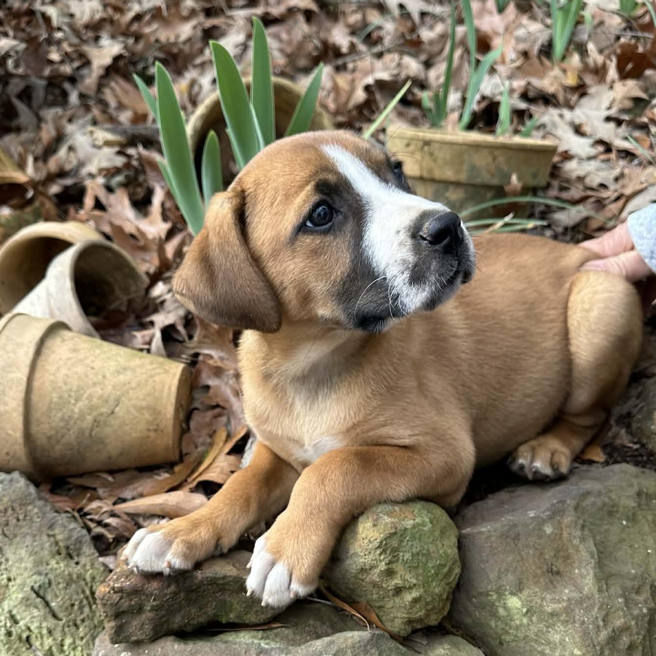 Zoey, Adoptable, Puppy Female Boxer & Mixed Breed.